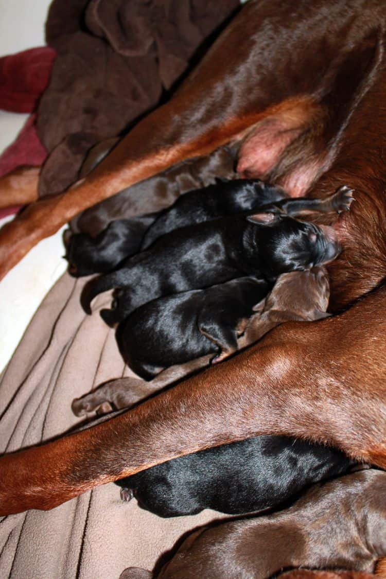 New born doberman puppies. Black and rust, Red and rust pups.