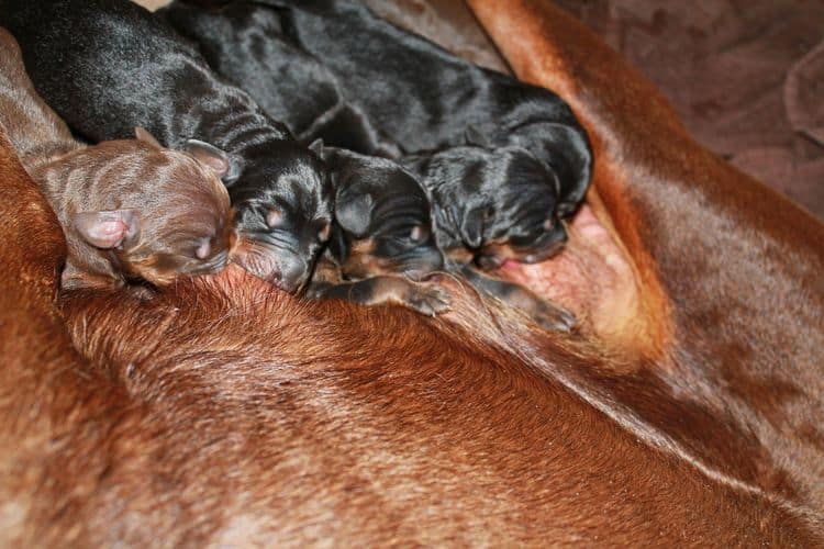 New born doberman puppies. Black and rust, Red and rust pups.