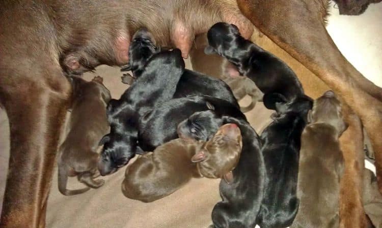 New born doberman puppies. Black and rust, Red and rust pups.