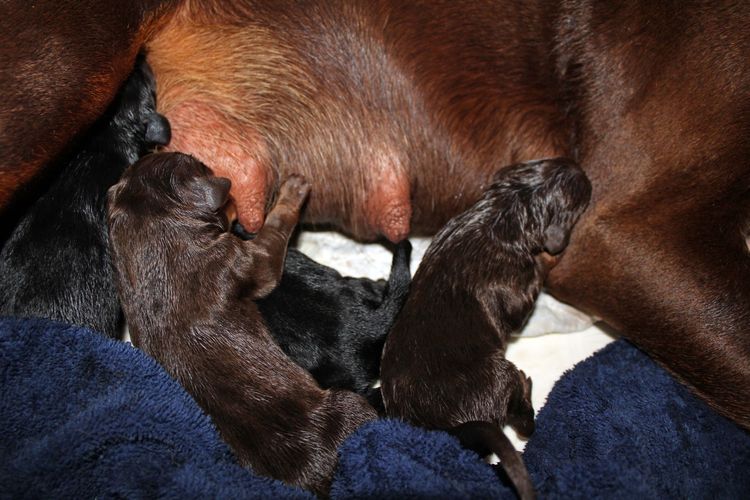 New born doberman puppies. Black and rust, Red and rust pups.