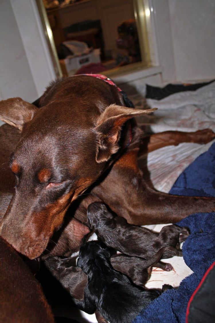 New born doberman puppies. Black and rust, Red and rust pups.