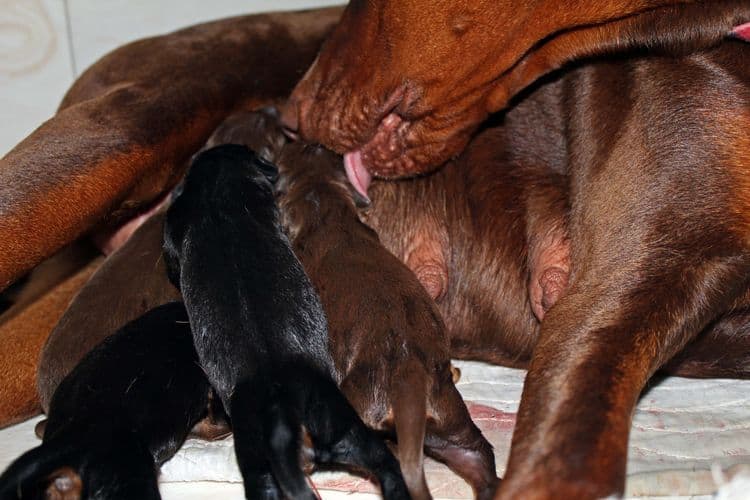 New born doberman puppies. Black and rust, Red and rust pups.