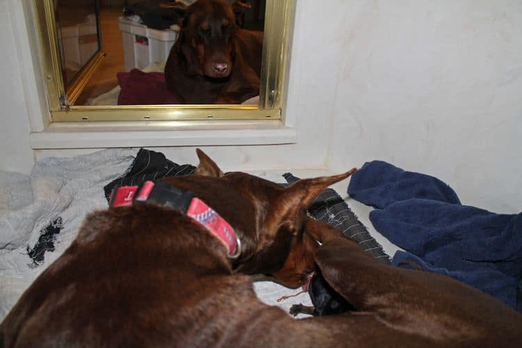 New born doberman puppies. Black and rust, Red and rust pups.