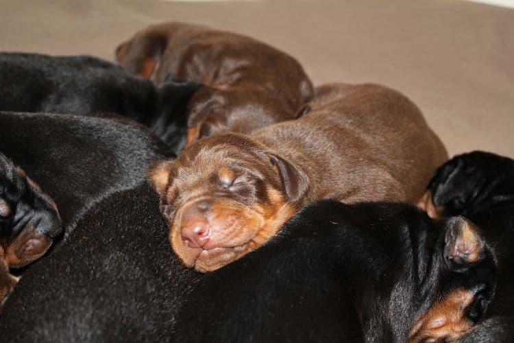 1 week old doberman puppies; red and rust, black and rust