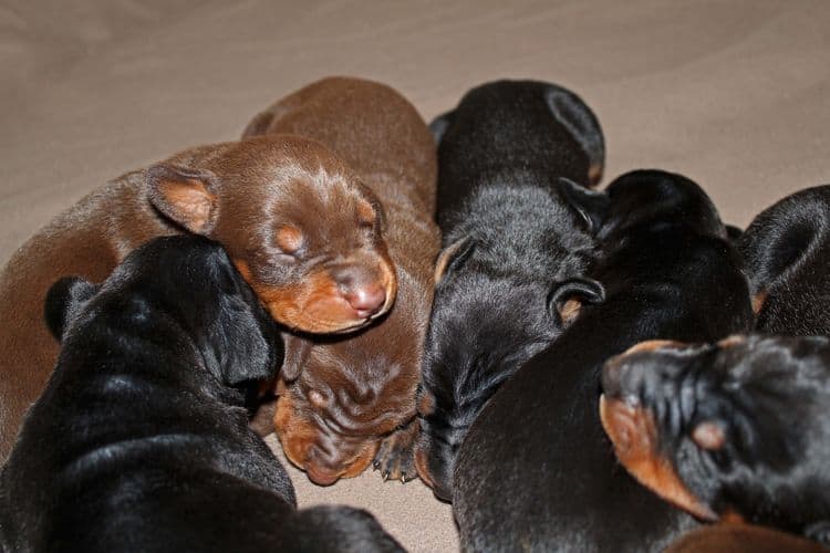 1 week old doberman puppies; red and rust, black and rust