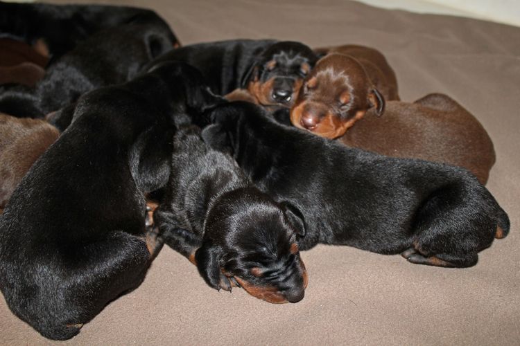 1 week old doberman puppies; red and rust, black and rust