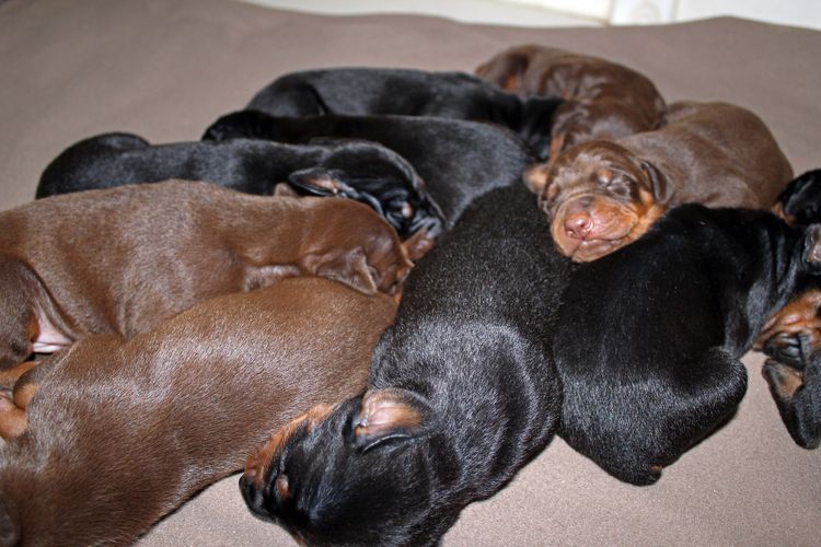 1 week old doberman puppies; red and rust, black and rust