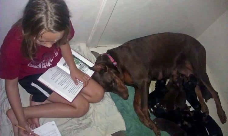 1 week old doberman puppies; red and rust, black and rust