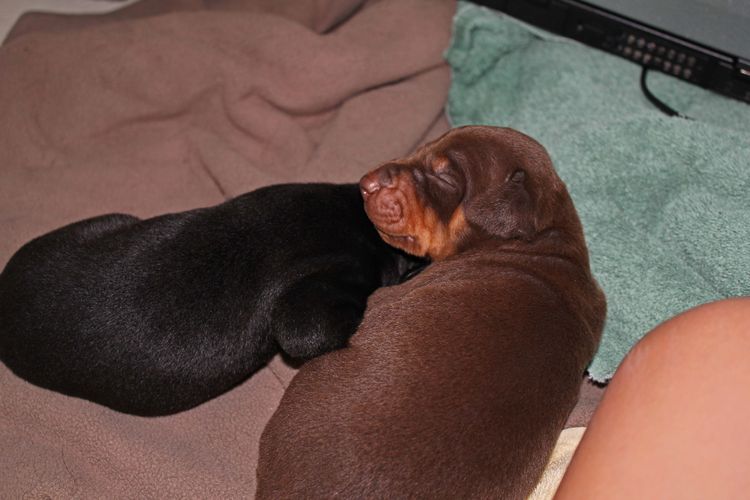 1 week old doberman puppies; red and rust, black and rust