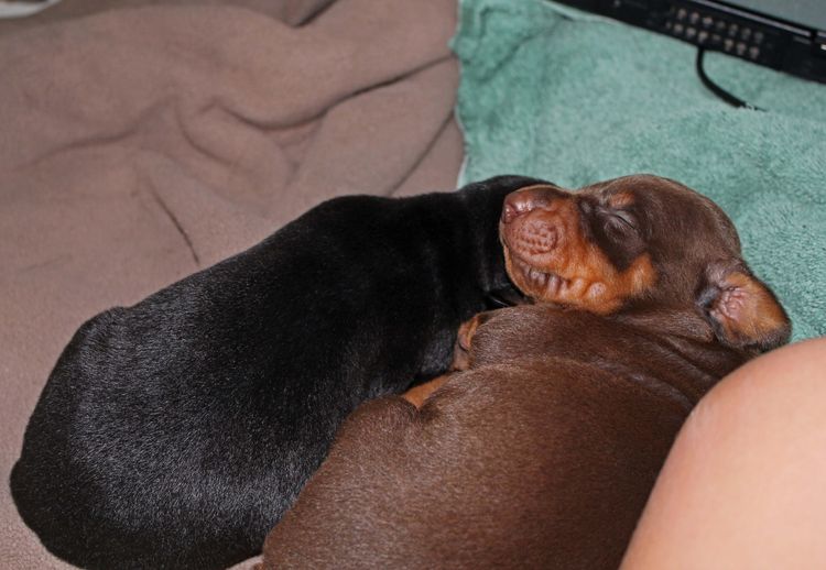 1 week old doberman puppies; red and rust, black and rust