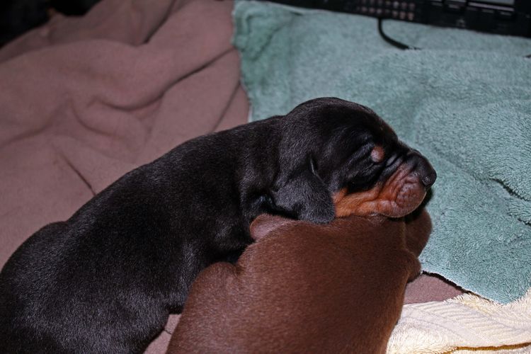 1 week old doberman puppies; red and rust, black and rust