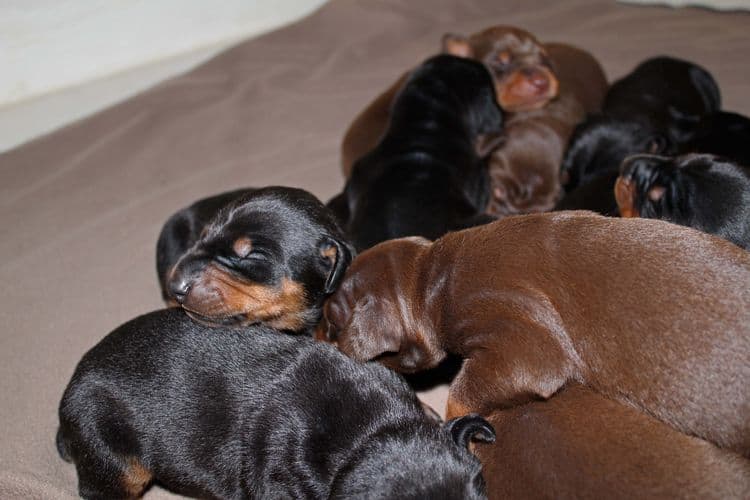 1 week old doberman puppies; red and rust, black and rust