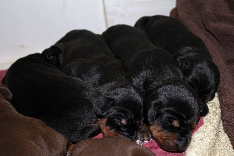 1 week old doberman puppies; red and rust, black and rust