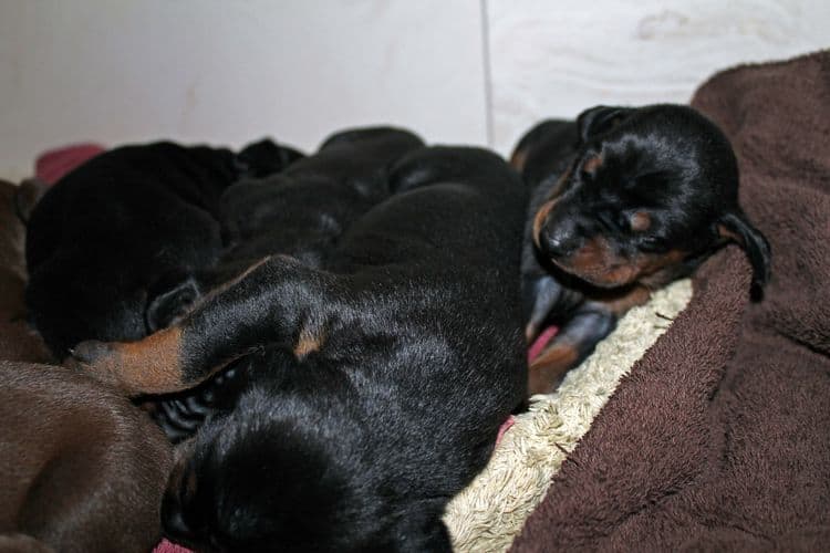 1 week old doberman puppies; red and rust, black and rust