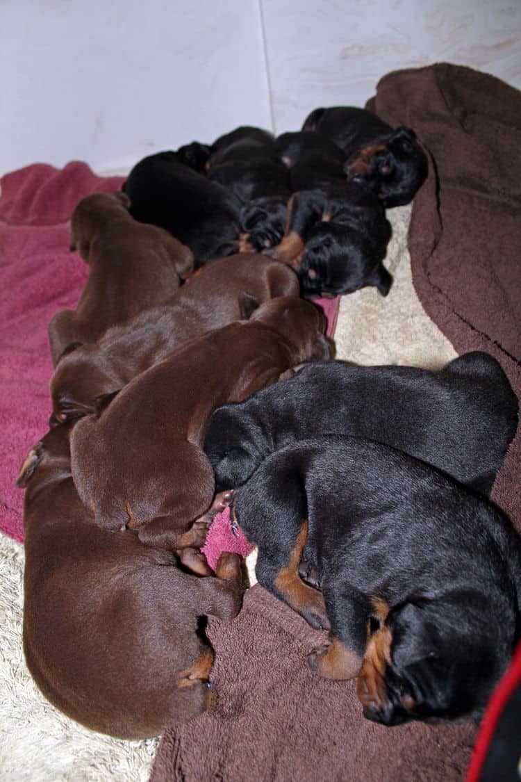 1 week old doberman puppies; red and rust, black and rust