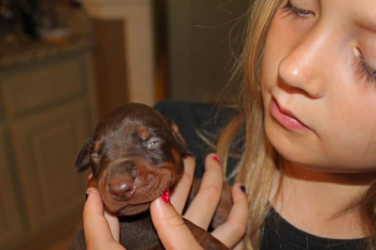 1 week old doberman puppies; red and rust, black and rust