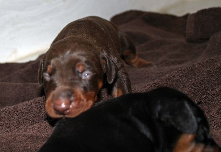 1 week old doberman puppies; red and rust, black and rust