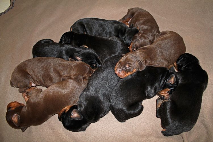 1 week old doberman puppies; red and rust, black and rust