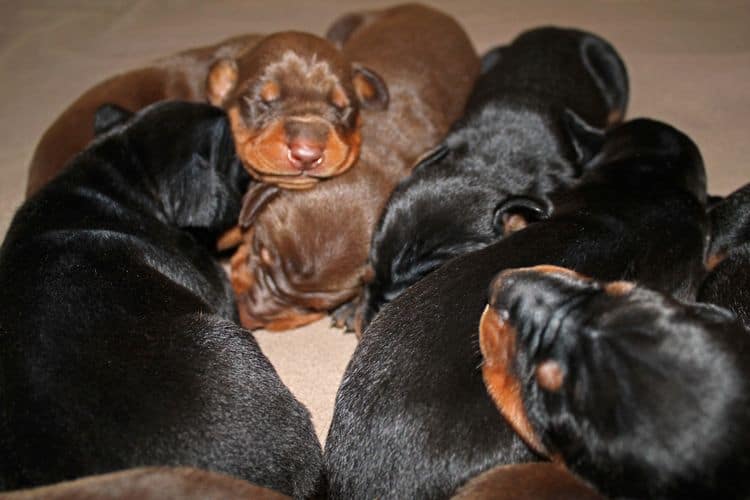 1 week old doberman puppies; red and rust, black and rust