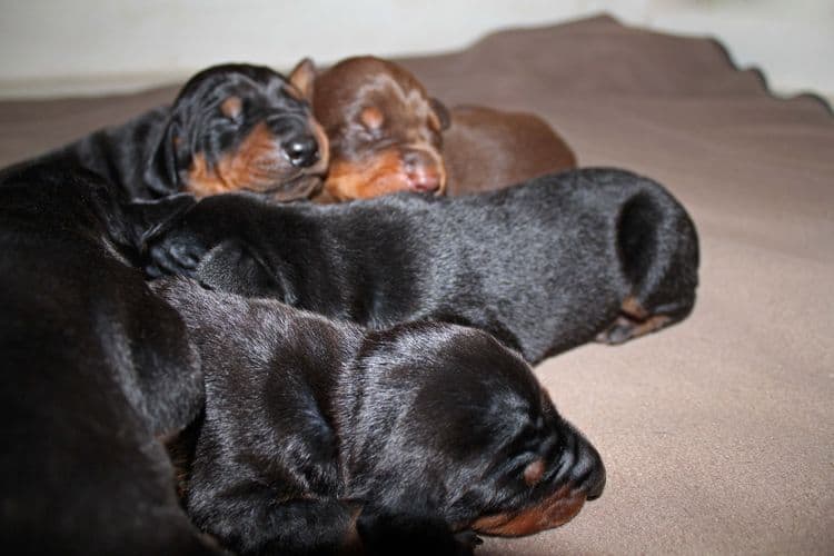 1 week old doberman puppies; red and rust, black and rust