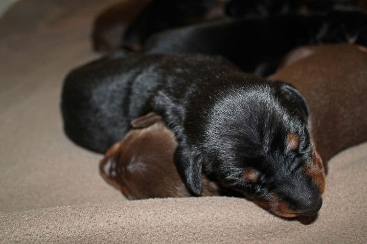 1 week old doberman puppies; red and rust, black and rust