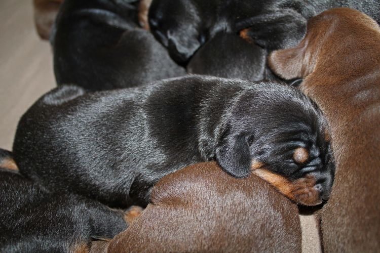 1 week old doberman puppies; red and rust, black and rust