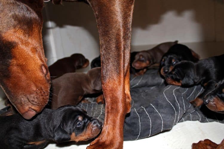 2 week old doberman puppies; red and rust, black and rust