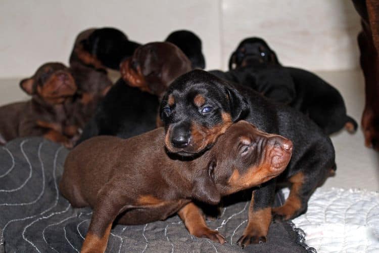 2 week old doberman puppies; red and rust, black and rust