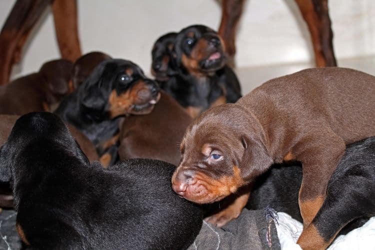 2 week old doberman puppies; red and rust, black and rust