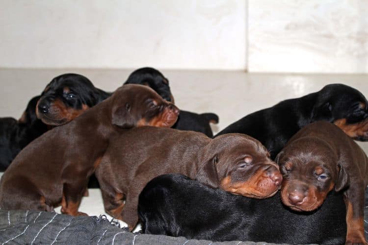 2 week old doberman puppies; red and rust, black and rust