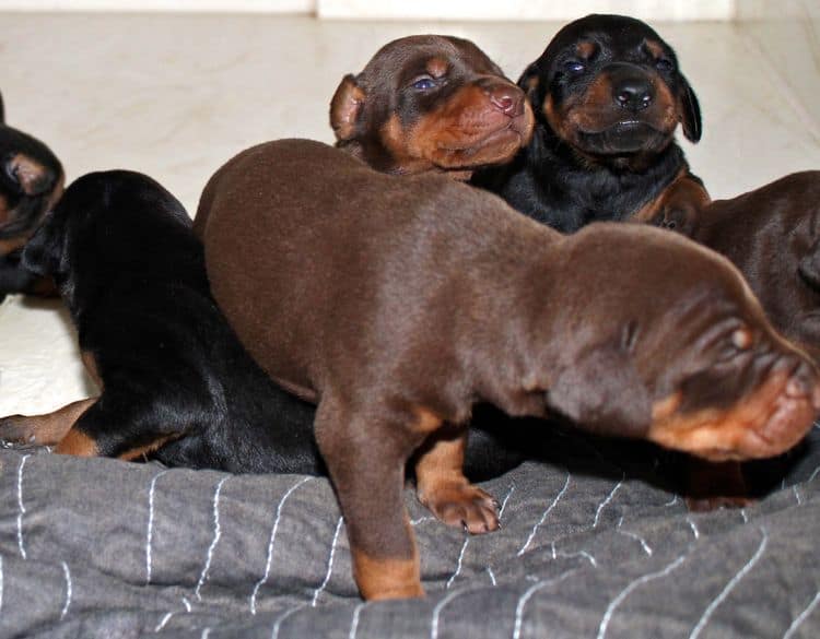 2 week old doberman puppies; red and rust, black and rust