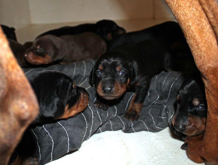 2 week old doberman puppies; red and rust, black and rust