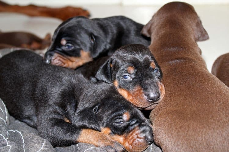 2 week old doberman puppies; red and rust, black and rust