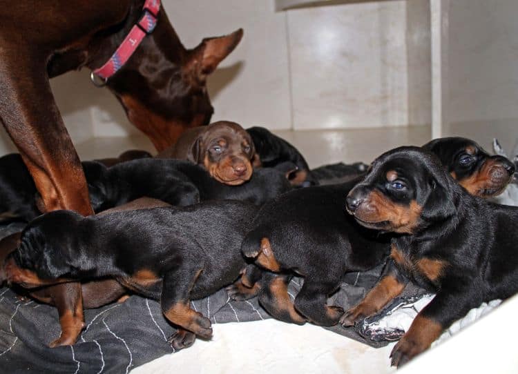 2 week old doberman puppies; red and rust, black and rust