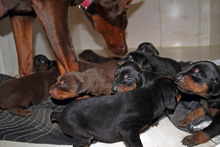 2 week old doberman puppies; red and rust, black and rust