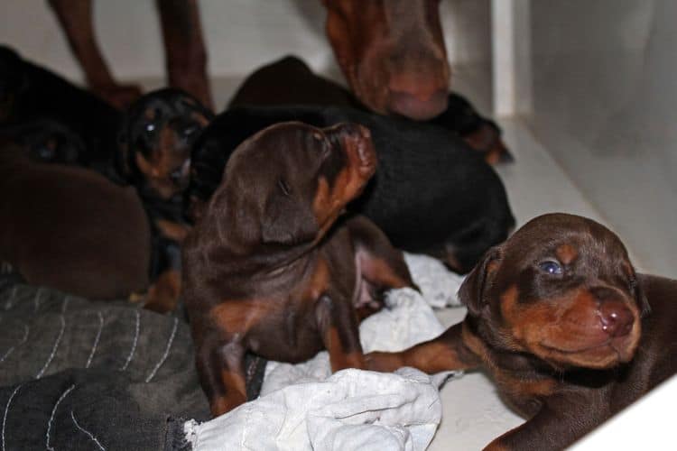 2 week old doberman puppies; red and rust, black and rust