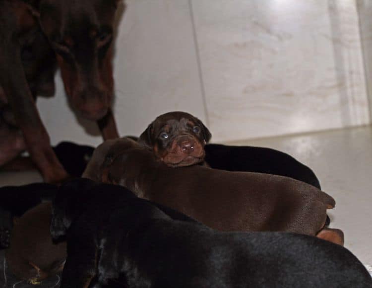 2 week old doberman puppies; red and rust, black and rust