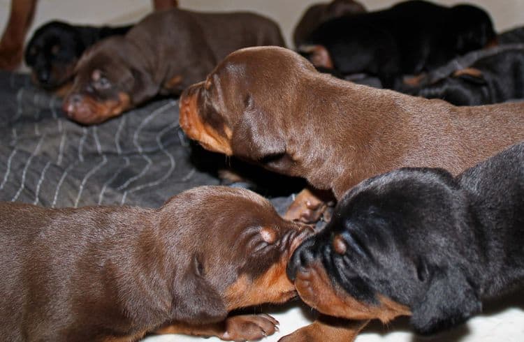 2 week old doberman puppies; red and rust, black and rust