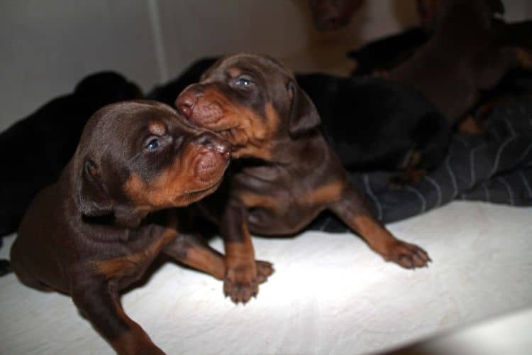 2 week old doberman puppies; red and rust, black and rust