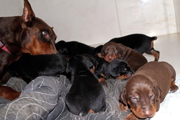 2 week old doberman puppies; red and rust, black and rust