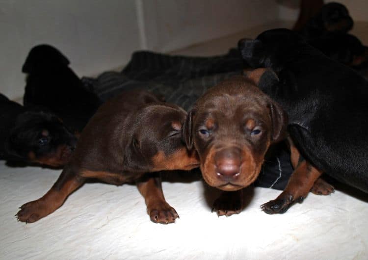 2 week old doberman puppies; red and rust, black and rust