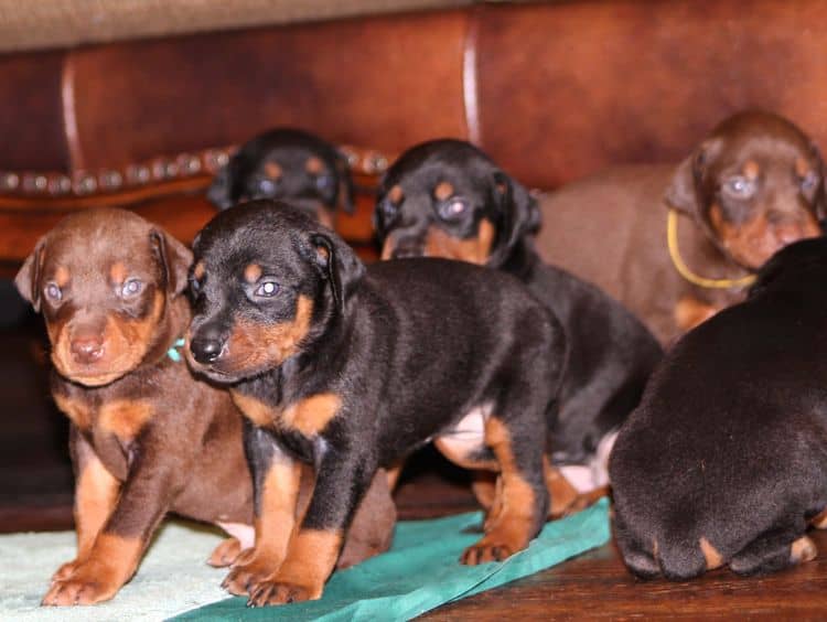 3 week old doberman puppies; red and rust, black and rust