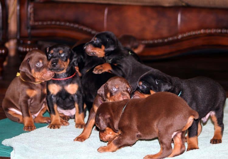 3 week old doberman puppies; red and rust, black and rust