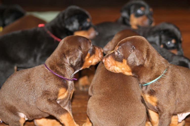 3 week old doberman puppies; red and rust, black and rust