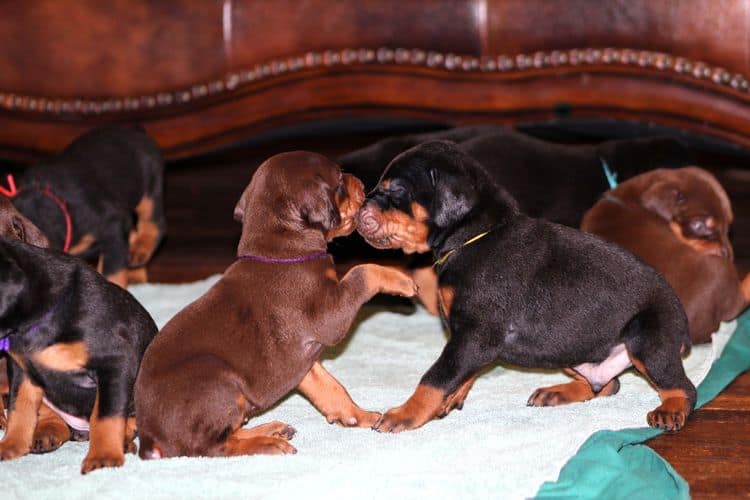 red and rust female doberman puppy