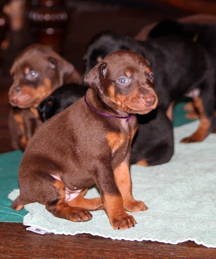 3 week old doberman puppies; red and rust, black and rust