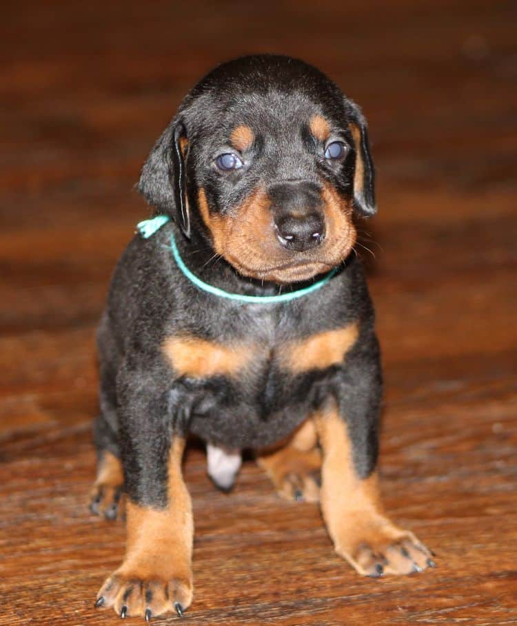 Black and rust male doberman puppy