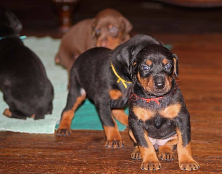 Black and rust female doberman puppy