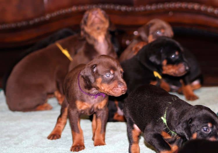 red and rust female doberman puppy