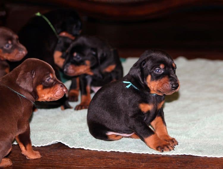 3 week old doberman puppies; red and rust, black and rust